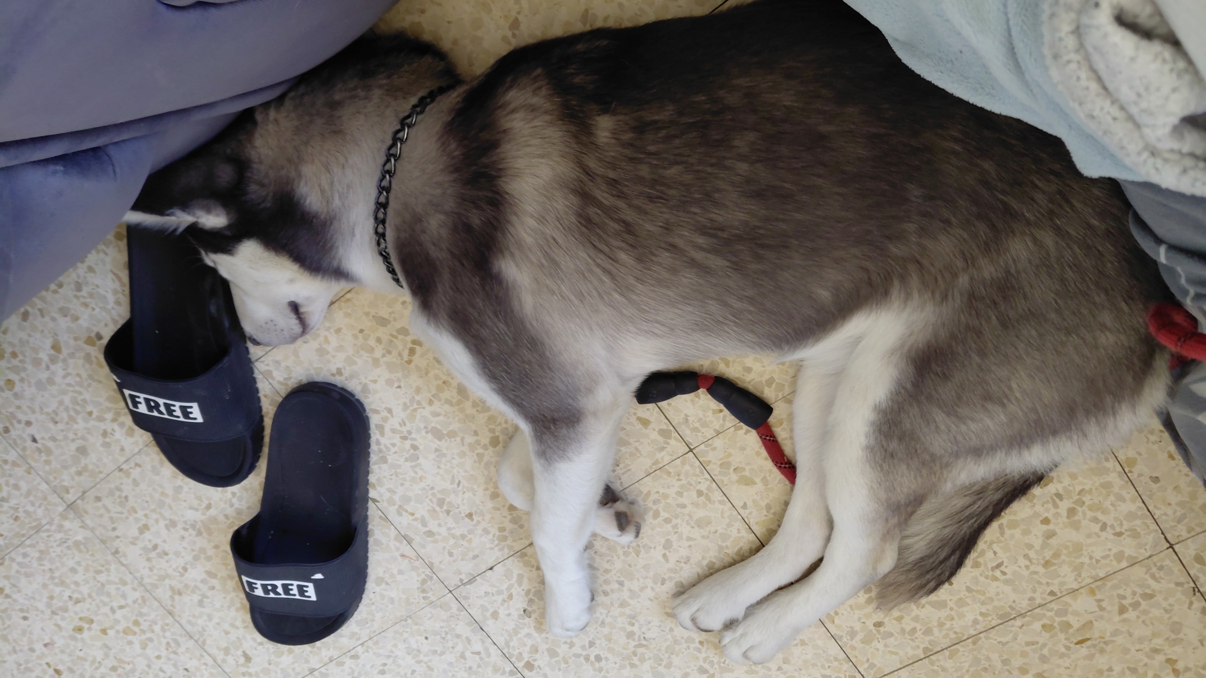A black and white husky dog sleeps peacefully on a tiled floor next to dark slippers, with a chain collar and leash.